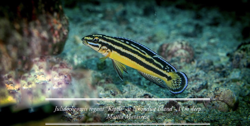 Julidochromis marksmithi 'Nkondwe Island'